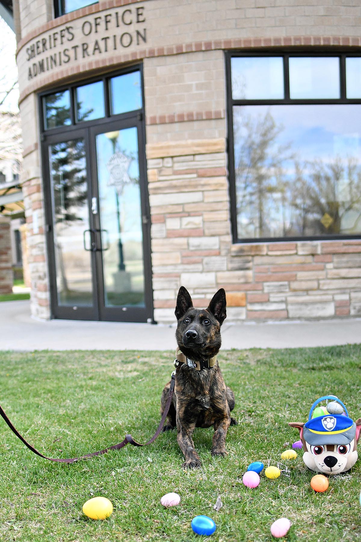 K9 Tigo at Easter